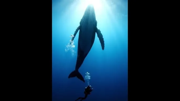 体罚机 - 深蓝星球：探索海洋深处的未知世界
